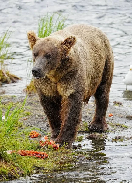 Svislý Výstřel Medvěda Grizzlyho Břehu Řeky Pozůstatky Snědené Ryby — Stock fotografie