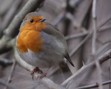 Avrupa kızıl bülbülü kışın bir dalda çalıda oturuyor