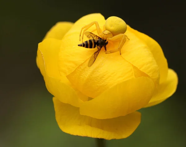 Cangrejo Cangrejo Cangrejo Sentado Una Flor Amarilla Globeflower Comer Una — Foto de Stock