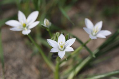 Beytüllahim 'in çiçek yıldızı ya da kuşlar süt makrosu İlkbaharda kapanıyor beyaz çiçek