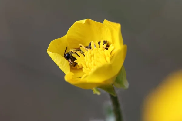 Sarı çiçekli tozlaşmada uyuyan yalnız arı.