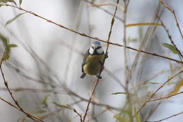 bir dal üzerinde oturan Mavi baştankara