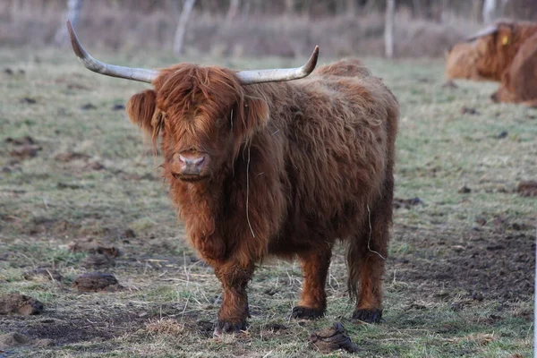 İskoçya sığırları bir çayır