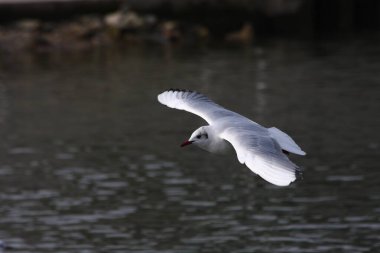 Kışın uçan siyah başlı martı
