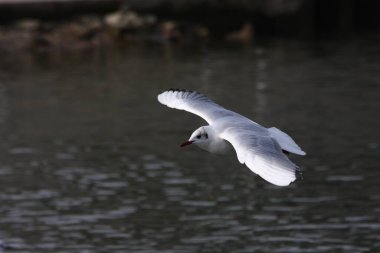 Kışın uçan siyah başlı martı