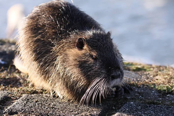 Nutria Karmienie Chleba Brzegu Rzeki Świetle Słonecznym Zimie Srebrne Wiskery — Zdjęcie stockowe