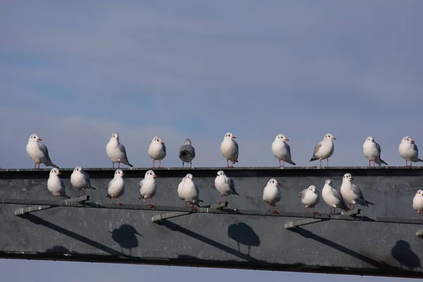 Siyah başlı martılar yan yana iki sıra halinde oturuyor.