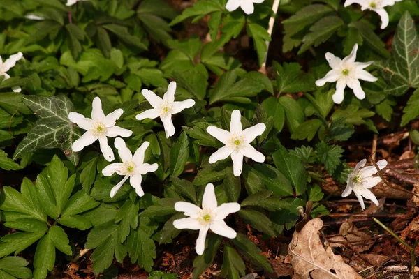 Ormandaki güneş ışığının yakınındaki ahşap şakayık. Güzel bahar çiçekleri.