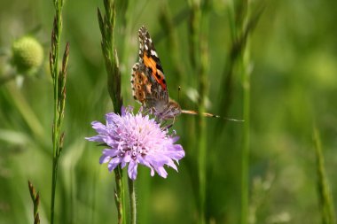 Scabiosa 'yı dölleyen Boyalı Bayan Kelebek