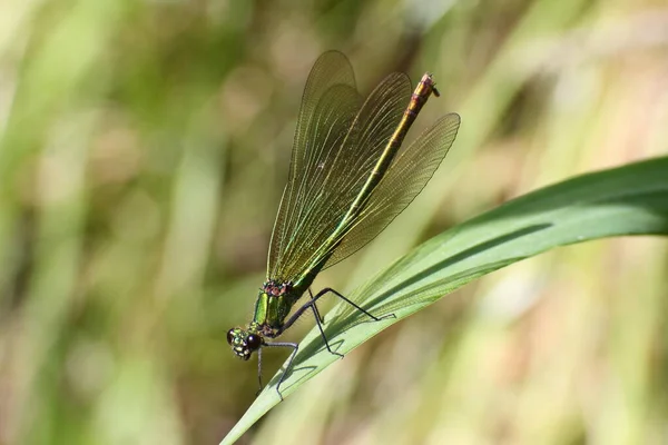 Banded Demoiselle Sitting Least Travel Sun Worm Summer — стоковое фото