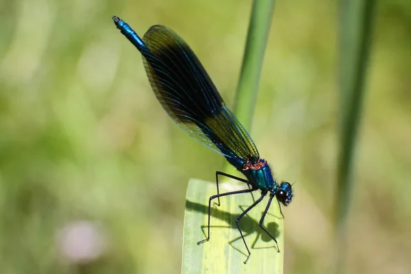 Demoiselle Baguée Assise Sur Une Feuille Herbe Soleil Pour Ver — Photo