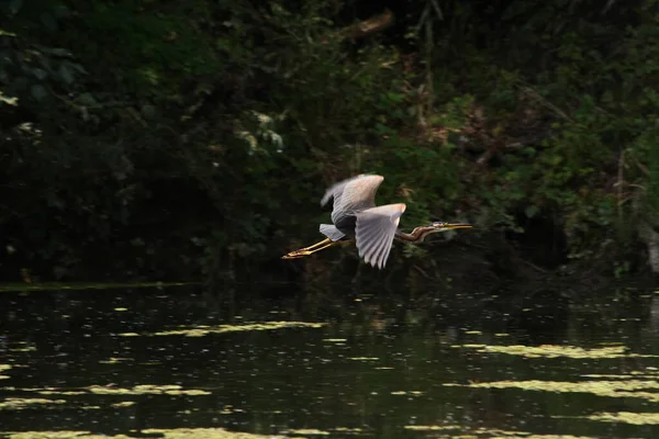 Purple Heron Flying Swamp Floodplain Forrest — Stock Photo, Image