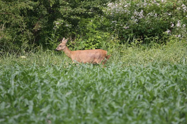 Female Roe Deer Corn Field Eat Some Grasses Rusty Red — Stock Photo, Image