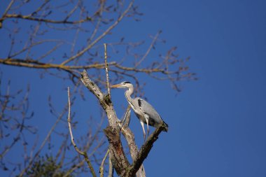 Gri balıkçıl, bir su baskını ormanında bir levrekte oturuyor.