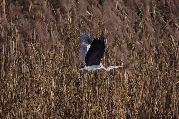 Gri Balıkçıl Kışın Sel Baskını Ormanında Bir Kamışın Önünde Havalanıyor — Stok fotoğraf
