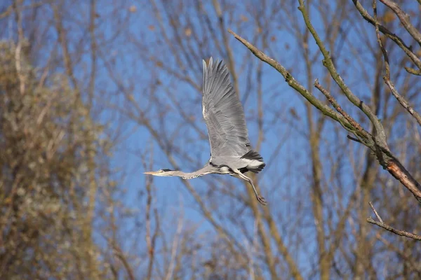 Gri balıkçıl, kışın taşkın ovalarında bir ağacın dalını kesiyor.