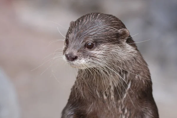 Klein Klauw Otter Met Natte Vacht Als Portret Schattig Gezicht — Stockfoto