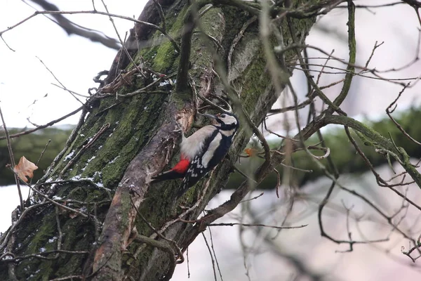 Harika benekli ağaçkakan Ağaç kesiyor