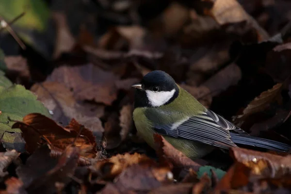 Great Tit Sitting Ground Late Autumn Leafs — стоковое фото