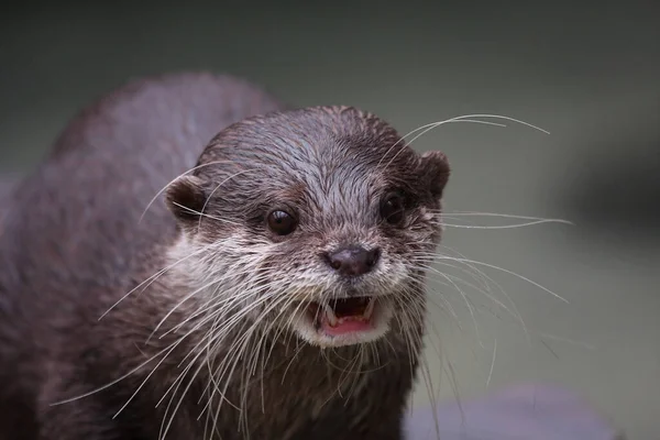 Portrait Small Clawed Otter Cute Looking Mammal — Stock Photo, Image