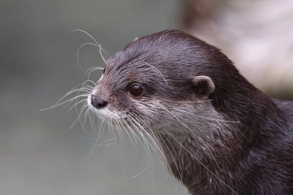 portrait of a small-clawed otter cute looking mammal
