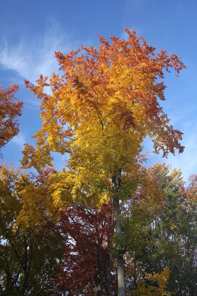 Sonbaharda ya da sonbaharda kayın güzel renkleri