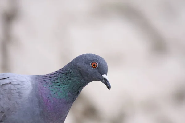 Yanardöner tüylü güvercin kameraya bakıyor.