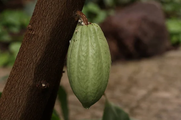 Olgunlaşmamış kakao yeşili kapsülü ormandaki bir sandıkta