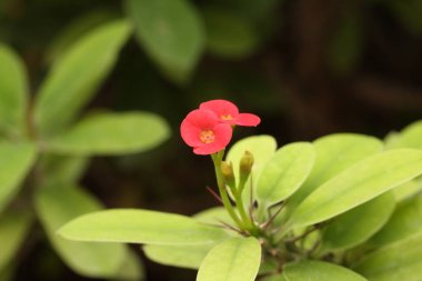 Kırmızı çiçeklerle bezenmiş dikenli bir taç ve güzel yeşil bir kuşak.