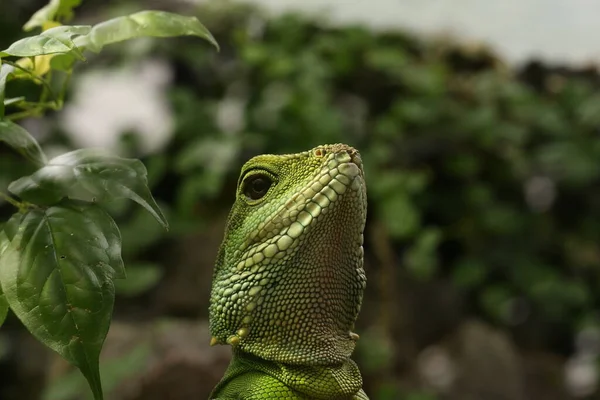 green colored Chinese water dragon in a green jungle environment