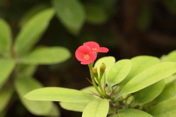 Euphorbia Milii Kroon Van Doornen Bloeiend Rood Met Een Prachtige — Stockfoto