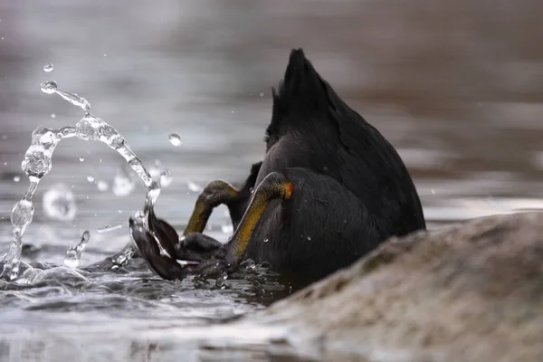 Eurásia Coot Mergulho Lago — Fotografia de Stock