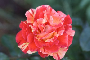 Bahçedeki gül çiçeği