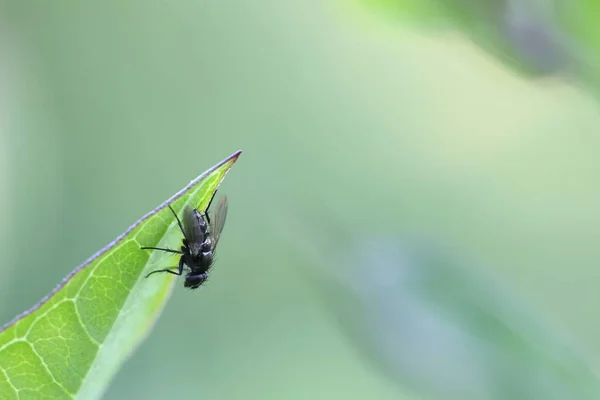 Helina Vlieg Zittend Een Groen Blad — Stockfoto