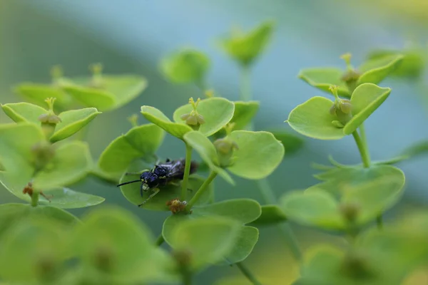 Bladwesp Tenthredo Zittend Een Euphorbia Bloesem — Stockfoto