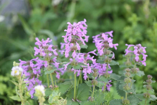 Çit yaraları mor çiçeklerle dolu.