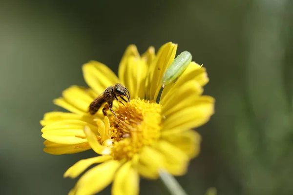 Solitaire Bij Een Gele Bloem Het Wild — Stockfoto