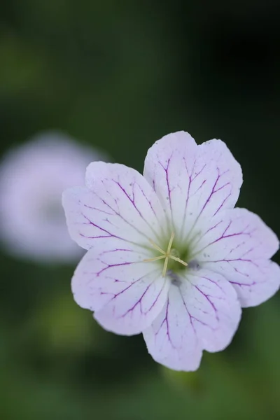 Mor çizgili güzel vinç gagası