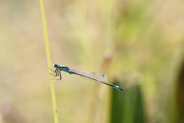 Demoiselle Assise Dans Herbe Sous Lumière Soleil Sur Perche — Photo