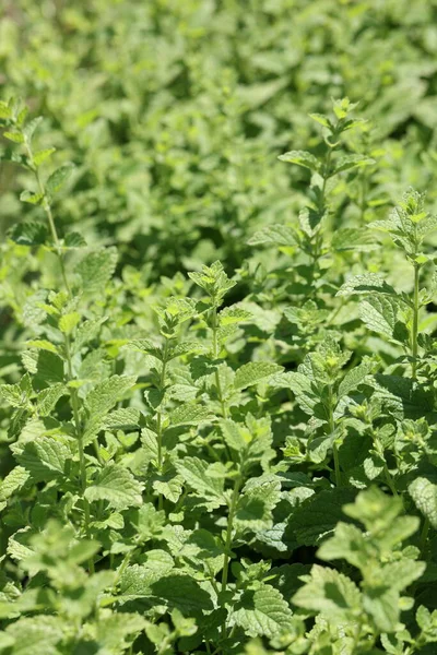 Bahçedeki limon merhemi bitki ya da bitki gibi yetişir.