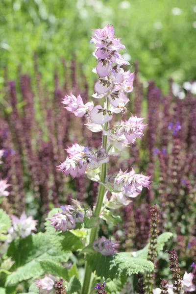 Clary Flores Salvia Jardín Hierbas — Foto de Stock