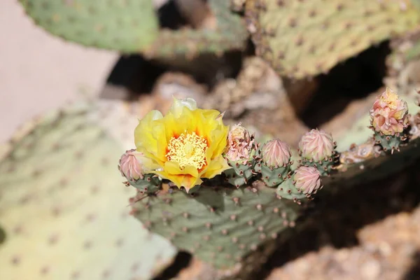 Flor Amarilla Cactus Opuncia — Foto de Stock