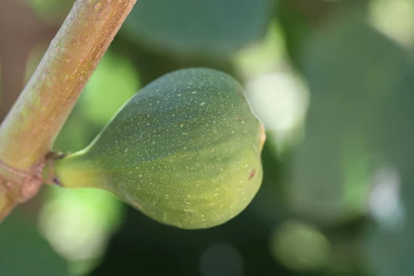 Ağaç dalında yeşil incir