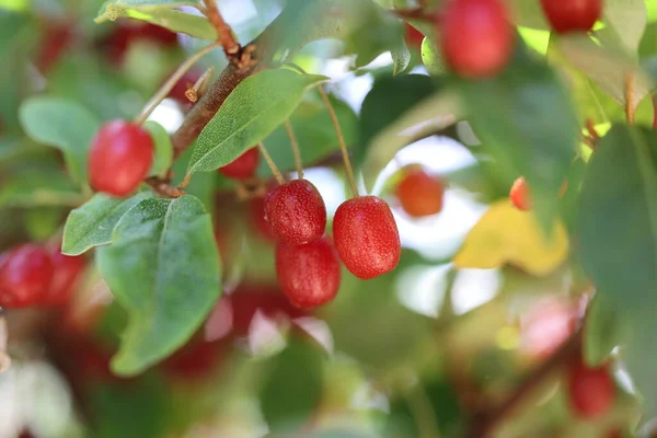 Cherry Silverberry Fruits Bush — Stockfoto