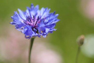 Çiçek açan bir çiçeğe yakın çekim
