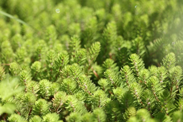 Kısrağın kuyruğu noel ağacı dalları gibi görünüyor.