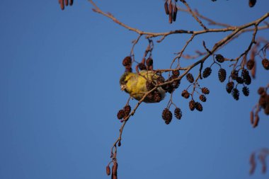 Bir kızılağacının tohumlarıyla beslenen siskin