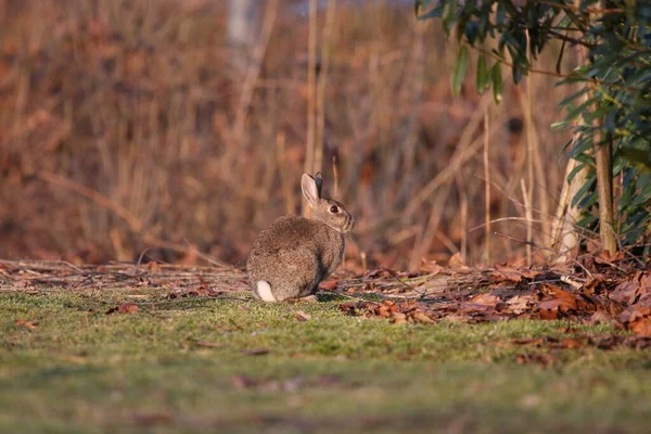 Vahşi tavşan doğada ya da parkta güneşin altında otururken