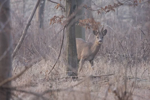 Erkek geyik, kadife boynuzlar içinde.