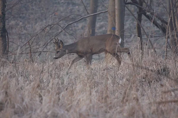 Erkek geyik, kadife boynuzlar içinde.